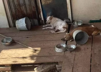 Colonos de Tehuantepec exigen que este caso no quede impune y sirva de precedente para castigar el maltrato animal en la región del Istmo.