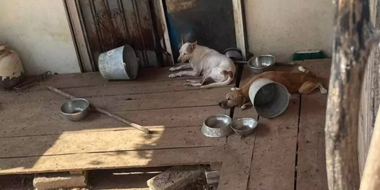 Colonos de Tehuantepec exigen que este caso no quede impune y sirva de precedente para castigar el maltrato animal en la región del Istmo.