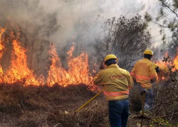 El estado de Oaxaca registró 148 incendios en un periodo de enero a abril de 2026.