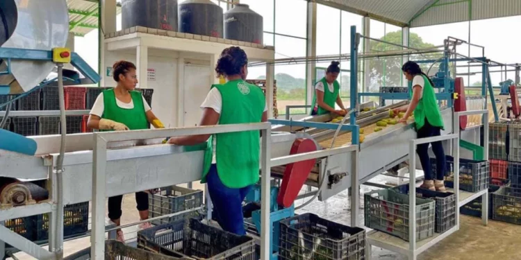 Exportaciones agroindustriales serán las más favorecidas para Oaxaca.