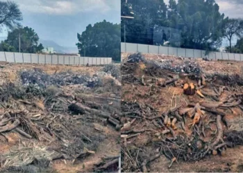 Foto: cortesía // El ecocidio al interior de lo que fuera el Hotel Misión.