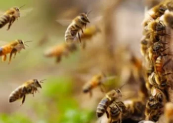 ¿Cómo actuar ante un enjambre de abejas? Recomendaciones de Protección Civil y primeros auxilios