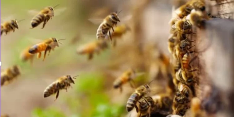 ¿Cómo actuar ante un enjambre de abejas? Recomendaciones de Protección Civil y primeros auxilios