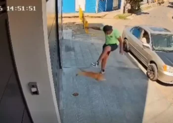 VIDEO | Brutal agresión a gatito en Infonavit 1° de Mayo desata indignación en Oaxaca