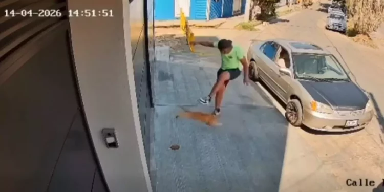 VIDEO | Brutal agresión a gatito en Infonavit 1° de Mayo desata indignación en Oaxaca