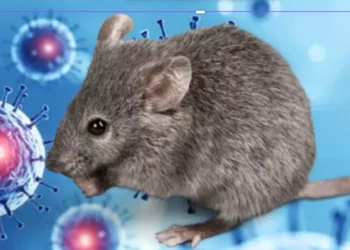 ¿Cuál es el riesgo global con el brote de Hantavirus y cómo se contagia?