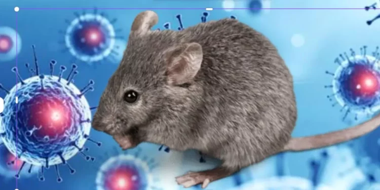 ¿Cuál es el riesgo global con el brote de Hantavirus y cómo se contagia?