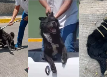 Fotos: redes sociales // Imágenes del operativo muestran el momento en que trabajadores municipales sometieron al perro con violencia antes de su muerte. Denuncian violencia y maltrato antes de su sacrificio ilegal.