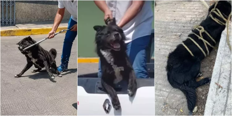 Fotos: redes sociales // Imágenes del operativo muestran el momento en que trabajadores municipales sometieron al perro con violencia antes de su muerte. Denuncian violencia y maltrato antes de su sacrificio ilegal.