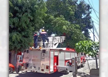 La operación de podar árboles notables de la capital.