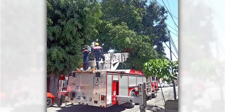 La operación de podar árboles notables de la capital.