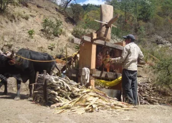 Foto: Archivo El Imparcial // La pobreza laboral se acentúa para quienes trabajan el campo.