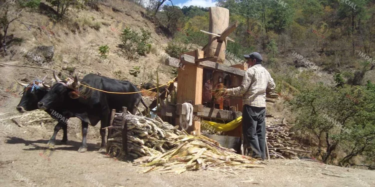 Foto: Archivo El Imparcial // La pobreza laboral se acentúa para quienes trabajan el campo.