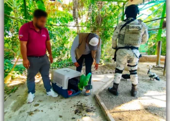 Foto: Profepa // Los ejemplares asegurados en Oaxaca.