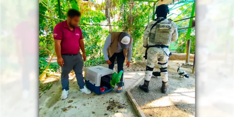 Foto: Profepa // Los ejemplares asegurados en Oaxaca.