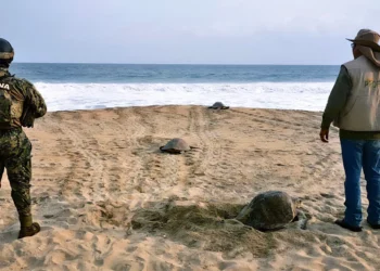 Protección de Profepa al desove de tortugas en Playa la Escobilla.