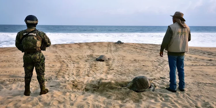 Protección de Profepa al desove de tortugas en Playa la Escobilla.