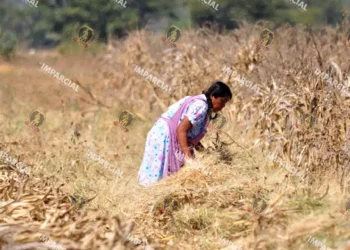 Se registraron cinco municipios con algún grado de sequía en el estado de Oaxaca.