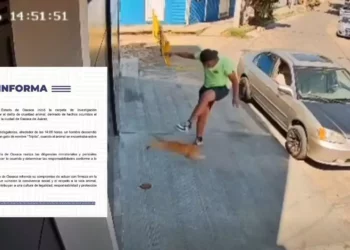 VIDEO | “¡Justicia para Tripita!” Brutal agresión a un gatito abre investigación por crueldad animal en Oaxaca