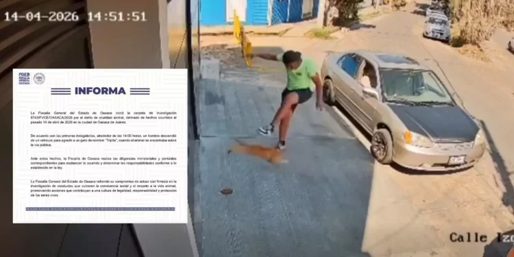 VIDEO | “¡Justicia para Tripita!” Brutal agresión a un gatito abre investigación por crueldad animal en Oaxaca