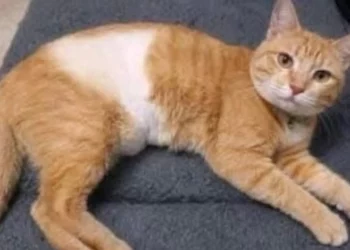¡Buenas noticias! “Tripita” está a salvo: El gatito agredido en Oaxaca se recupera con su familia