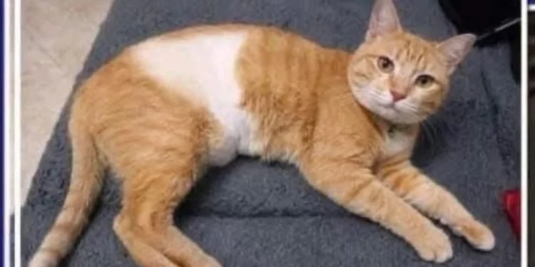 ¡Buenas noticias! “Tripita” está a salvo: El gatito agredido en Oaxaca se recupera con su familia