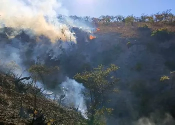 Foto: archivo // Va 156 incendios forestales en Oaxaca en este 2026.