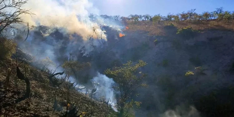 Foto: archivo // Va 156 incendios forestales en Oaxaca en este 2026.