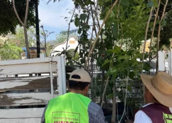 Foto: Municipio de Oaxaca de Juárez // Vecinos debieron quejarse para que cuadrillas del municipio atendieran a árboles plagados de muérdago.