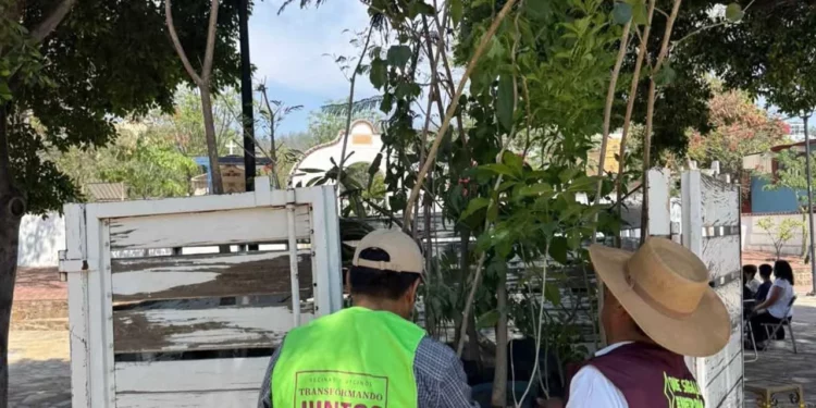 Foto: Municipio de Oaxaca de Juárez // Vecinos debieron quejarse para que cuadrillas del municipio atendieran a árboles plagados de muérdago.