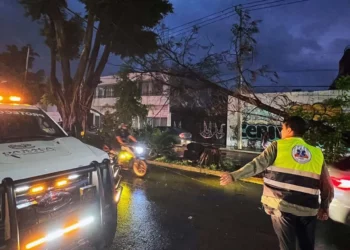 Reporta 4 árboles caídos y cortes de energía por lluvia