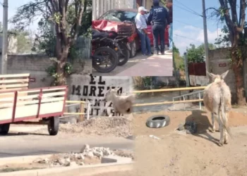 Carretonero y su asno gravemente lesionados en Villa de Zaachila tras ser atropellados