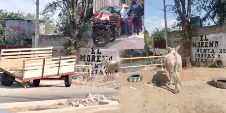 Carretonero y su asno gravemente lesionados en Villa de Zaachila tras ser atropellados