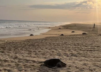Arriban 11 mil golfinas a desovar en Playa Escobilla