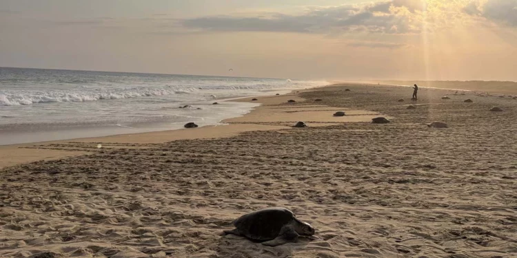 Arriban 11 mil golfinas a desovar en Playa Escobilla