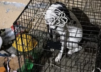 Rescatan a perros abandonados y encerrados en departamento del Centro de Oaxaca