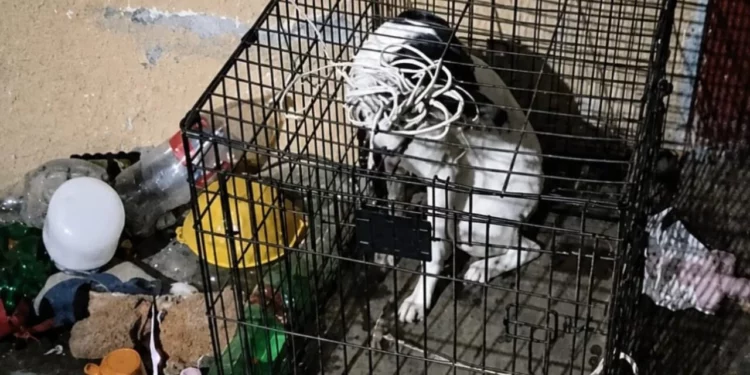 Rescatan a perros abandonados y encerrados en departamento del Centro de Oaxaca