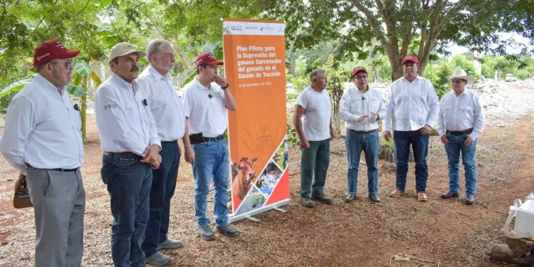 Foto: Gobierno de Oaxaca // En Oaxaca, incapacidad para contener al gusano barrenador.