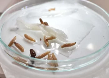 Las larvas del gusano barrenador pueden infestar diversas heridas, incluso pequeñas.