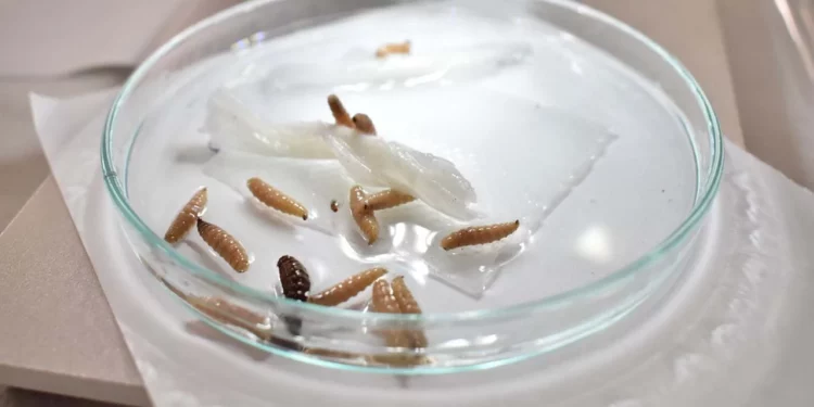 Las larvas del gusano barrenador pueden infestar diversas heridas, incluso pequeñas.