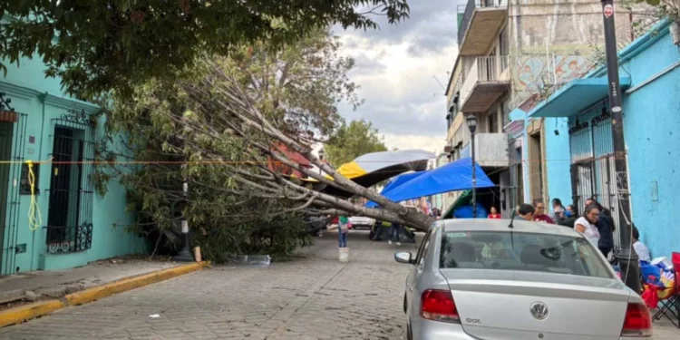 Foto: Gobierno de Oaxaca // Uno a uno han ido cayendo los gigantes en la capital. La burocracia solo hace recuento del desastre.