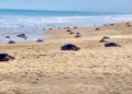 Foto: ASEA // Rehabilita la ASEA espacios tortugueros con dinero de multas