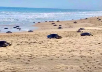 Foto: ASEA // Rehabilita la ASEA espacios tortugueros con dinero de multas