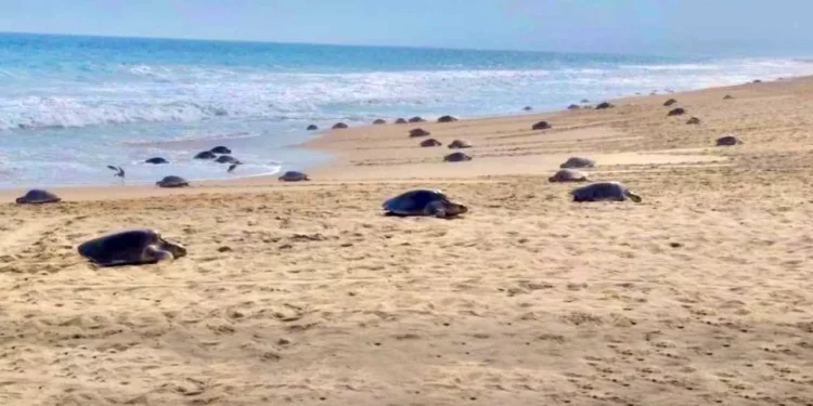 Foto: ASEA // Rehabilita la ASEA espacios tortugueros con dinero de multas