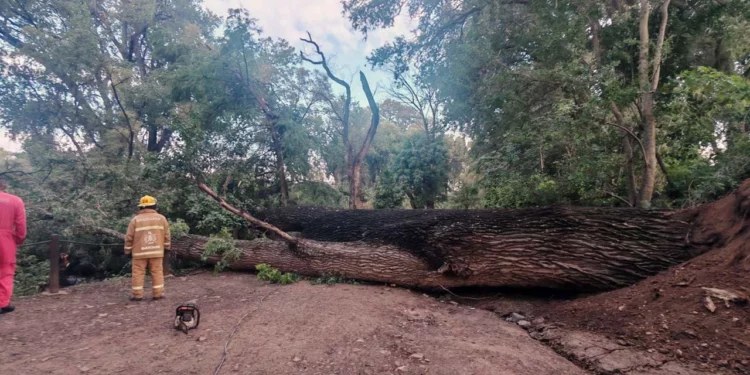 El gigantesco álamo obstruyó por completo el andador peatonal.