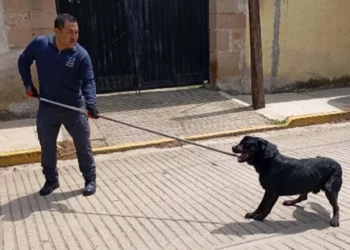 Autoridades coordinaron esfuerzos para poner a salvo al canino lesionado