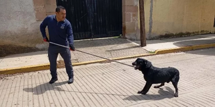 Autoridades coordinaron esfuerzos para poner a salvo al canino lesionado