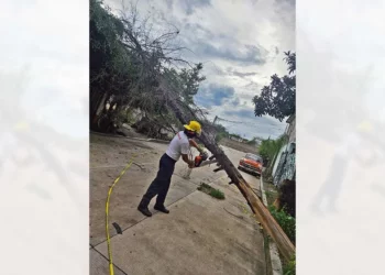 Protección Civil coordina el retiro de un pesado tronco que bloqueaba el paso vehicular.