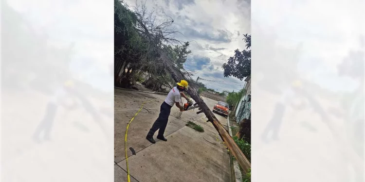 Protección Civil coordina el retiro de un pesado tronco que bloqueaba el paso vehicular.