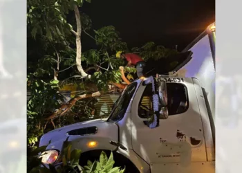 Así quedó el camión tras colisionar y derribar el ejemplar tipo primavera.